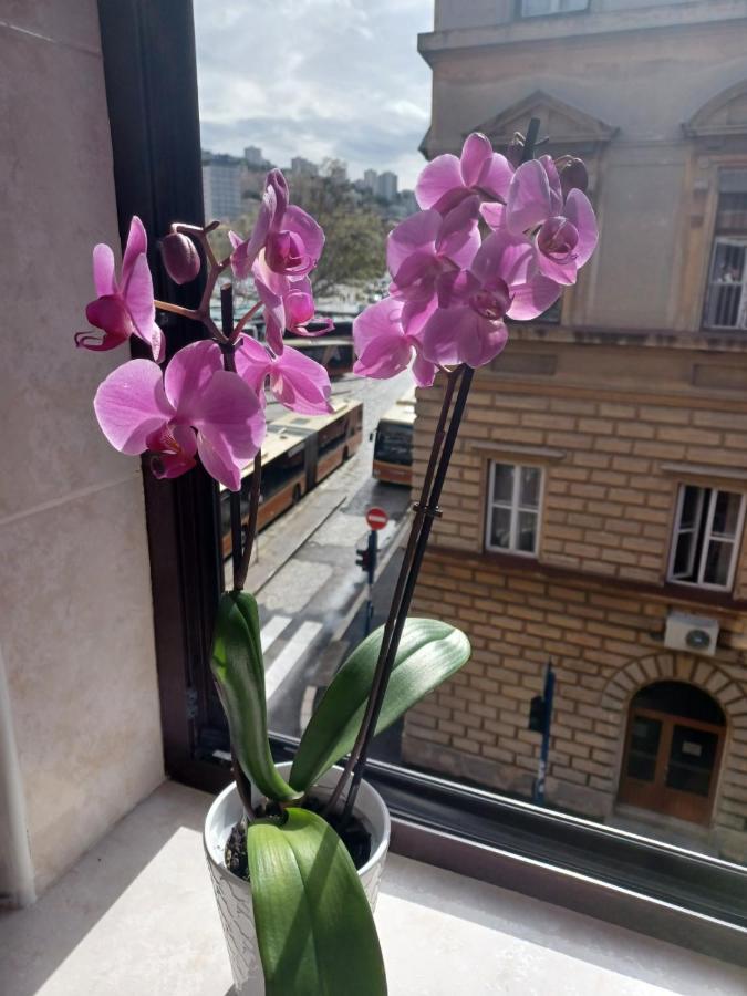 Appartement Apartman Vesna à Rijeka Extérieur photo